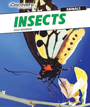 Insects