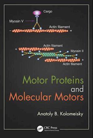 Motor Proteins and Molecular Motors