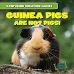 Guinea Pigs Are Not Pigs!