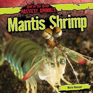 Mantis Shrimp