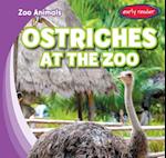 Ostriches at the Zoo