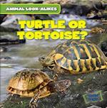 Turtle or Tortoise?