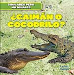 Caiman O Cocodrilo? (Alligator or Crocodile?)