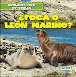 Foca O Leon Marino? (Seal or Sea Lion?)