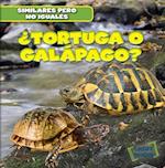 Tortuga O Galapago? (Turtle or Tortoise?)