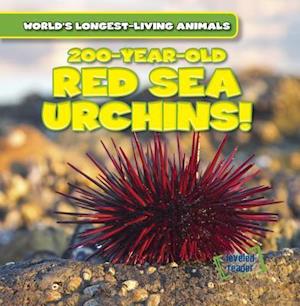 200-Year-Old Red Sea Urchins!