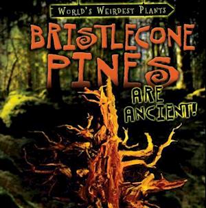 Bristlecone Pines Are Ancient!