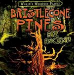 Bristlecone Pines Are Ancient!