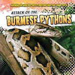Attack of the Burmese Pythons