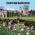 Tulipa Van Baerlensis