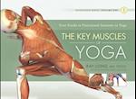 Key Muscles of Yoga