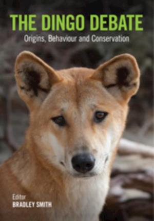 Dingo Debate