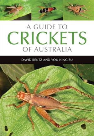 Guide to Crickets of Australia