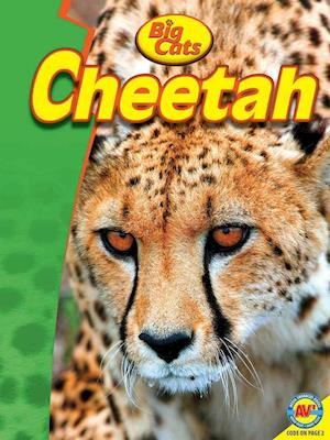 Cheetah