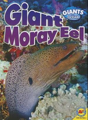 Giant Moray Eel