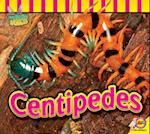 Centipedes