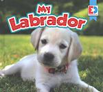 My Labrador