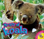 El Koala (Koala)