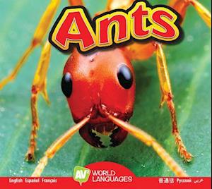 Ants