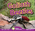 Goliath Beetles