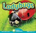 Ladybugs