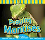 Praying Mantises