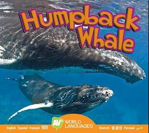 Humpback Whale