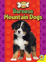 Bernese Mountain Dogs