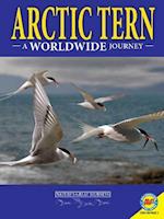 Arctic Terns