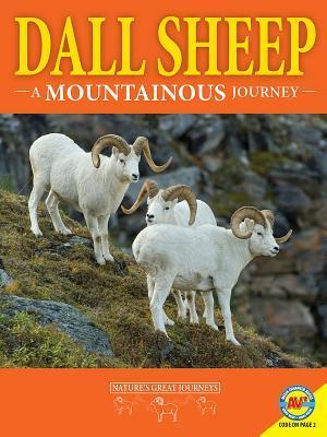 Dall Sheep