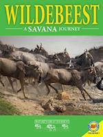 Wildebeest