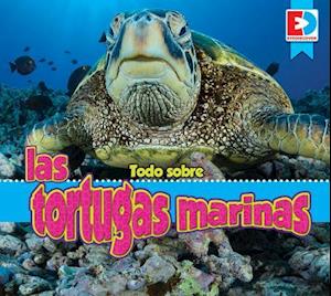 Todo Sobre Las Tortugas Marinas