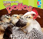 Los Ciclos de Vida Los Pollos