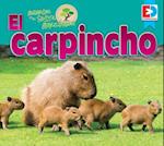 Animales de la Selva Amazonica El Carpincho