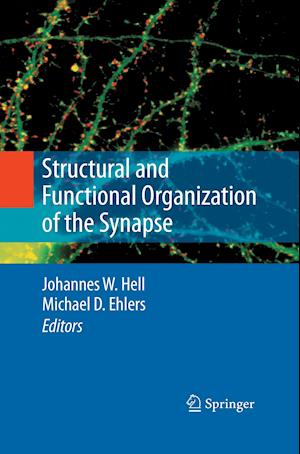 Structural and Functional Organization of the Synapse