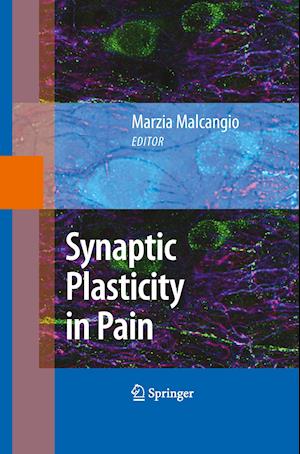 Synaptic Plasticity in Pain