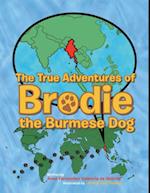 True Adventures of Brodie the Burmese Dog