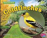 Goldfinches