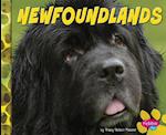 Newfoundlands