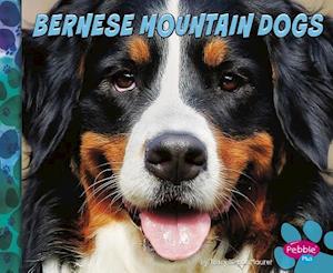 Bernese Mountain Dogs