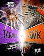 Tarantula vs. Tarantula Hawk