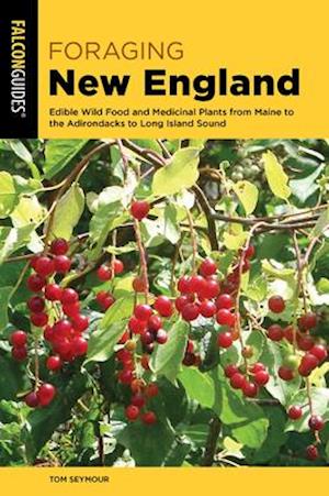 Foraging New England