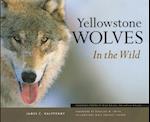 Yellowstone Wolves in the Wild