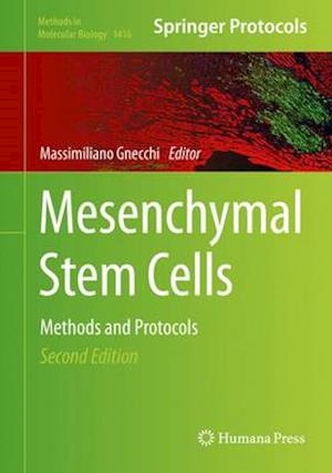 Mesenchymal Stem Cells