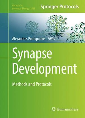 Synapse Development