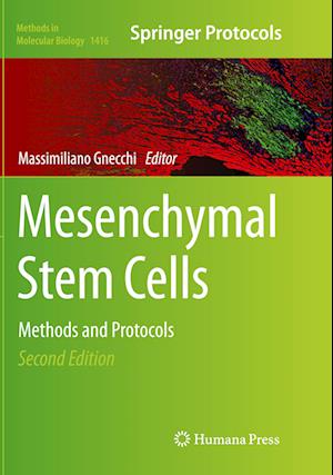 Mesenchymal Stem Cells