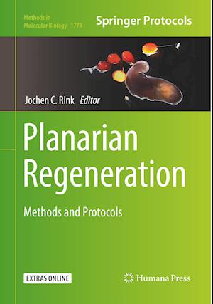 Planarian Regeneration