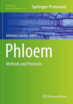 Phloem