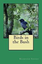 Birds in the Bush