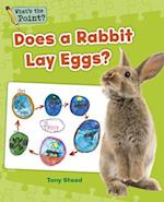 Does a Rabbit Lay Eggs?